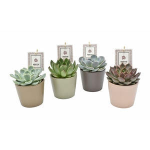 Echeveria Rosetta gemengd