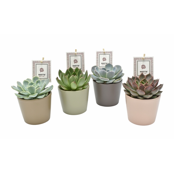 <h4>Echeveria Rosetta gemengd</h4>