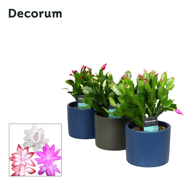 <h4>Schlumbergera Sierpot Gemma</h4>