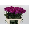 Dahlia Purple Fox