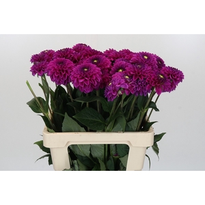 Dahlia Purple Fox