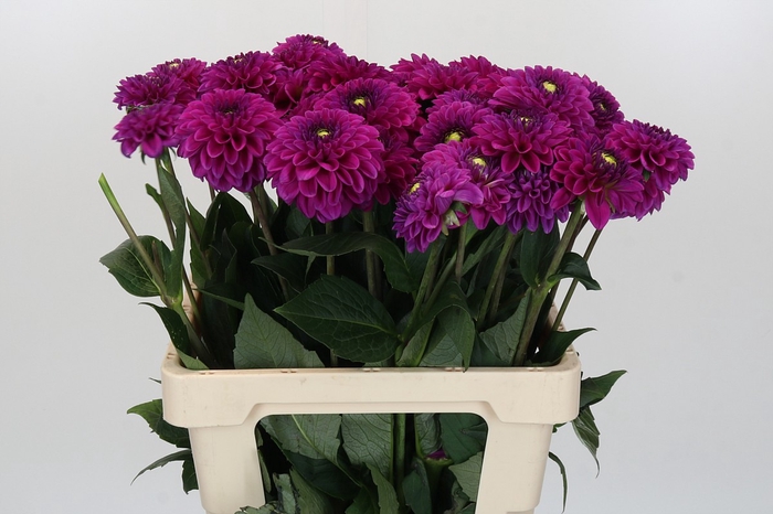 <h4>Dahlia Purple Fox</h4>