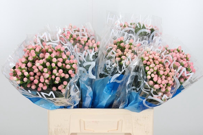 <h4>Hyp Coco Casino</h4>