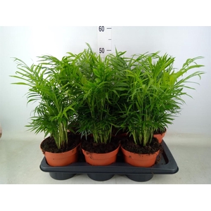 Chamaedorea elegans