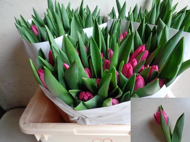 <h4>TU EN PINK ARDOUR</h4>