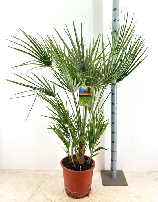 <h4>CHAM HUMILIS</h4>