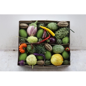Sier Cucumis Mix Spec X4 Holl