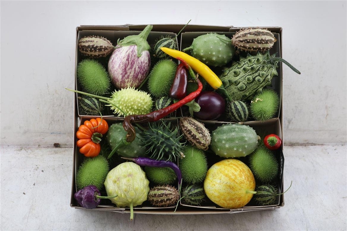 <h4>Sier Cucumis Mix Spec X4 Holl</h4>
