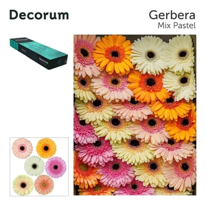 GE GR MIXED PASTEL