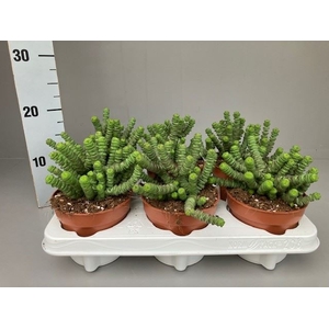 Crassula marnieriana