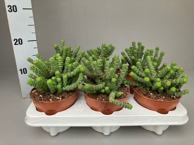 <h4>Crassula marnieriana</h4>