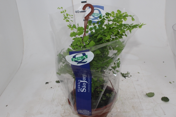 <h4>AVENCA VARIADA C21</h4>