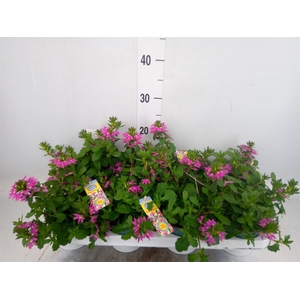 Scaevola aemula   ...