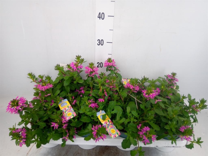 <h4>Scaevola aemula   ...</h4>