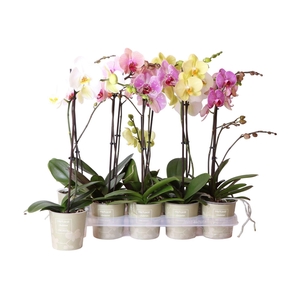 Phalaenopsis   ...mix