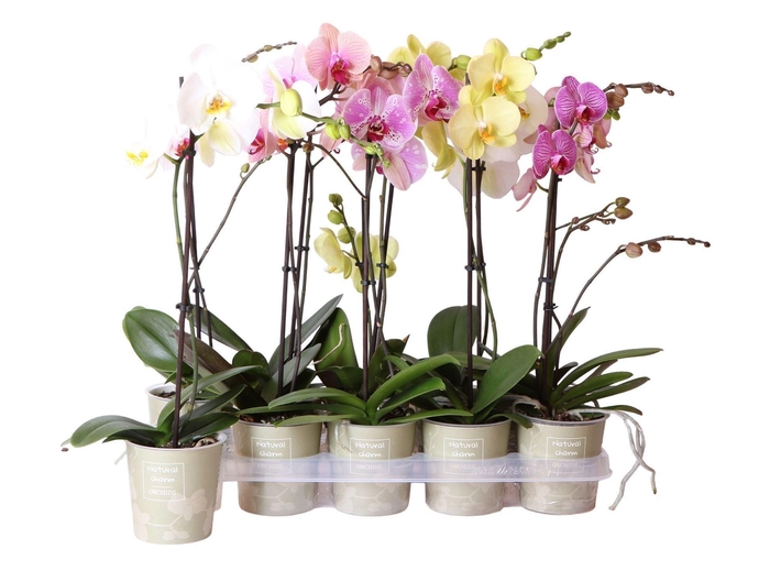 <h4>Phalaenopsis   ...mix</h4>