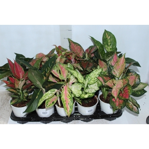 AGLAONEMA VARIADA P12 PREMIUM