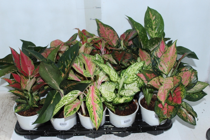 <h4>AGLAONEMA VARIADA P12 PREMIUM</h4>