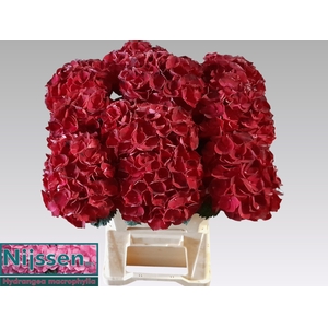 HYDR M MAG DARK RUBY