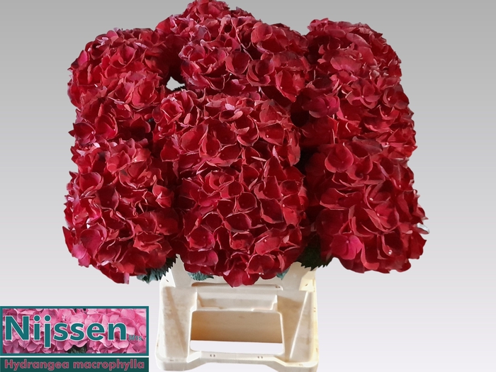 <h4>HYDR M MAG DARK RUBY</h4>