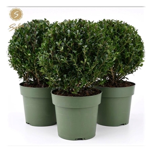 Ilex crenata 'Jenny'® Ball Ø20cm P17