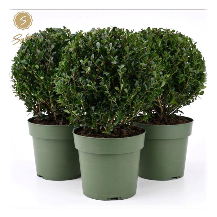 <h4>Ilex crenata 'Jenny'® Ball Ø20cm P17</h4>