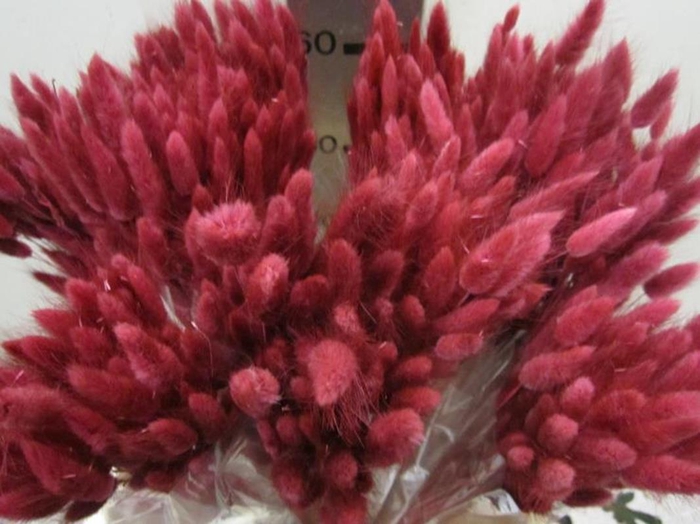 Deco Lagurus Bordeaux