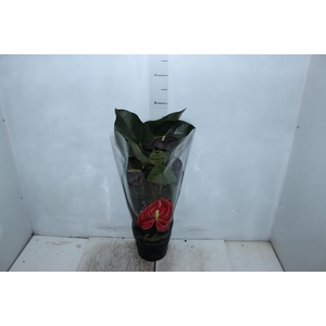 ANTHURIUM SEMPRE P17 PREMIUM
