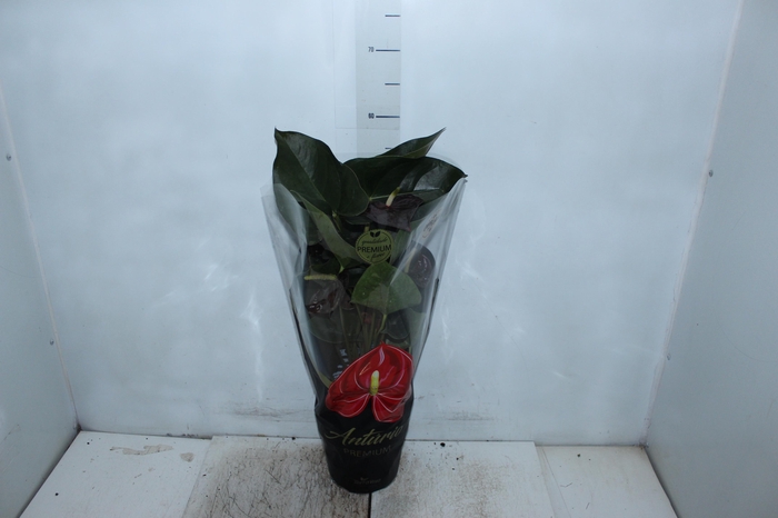 <h4>ANTHURIUM SEMPRE P17 PREMIUM</h4>