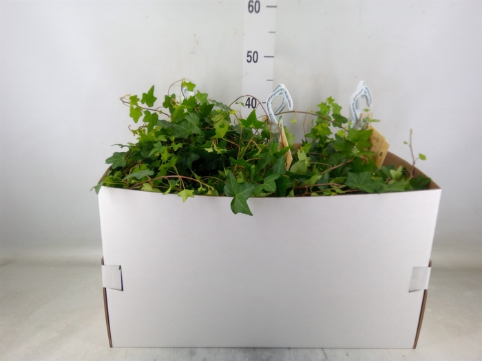 <h4>Hedera helix 'Pittsburgh'</h4>