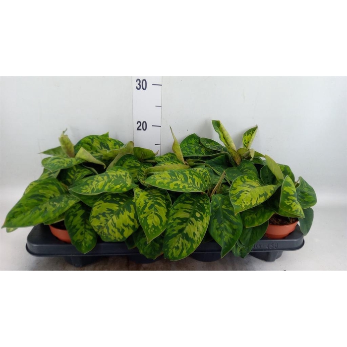 <h4>Homalomena wal. 'Camouflage'</h4>