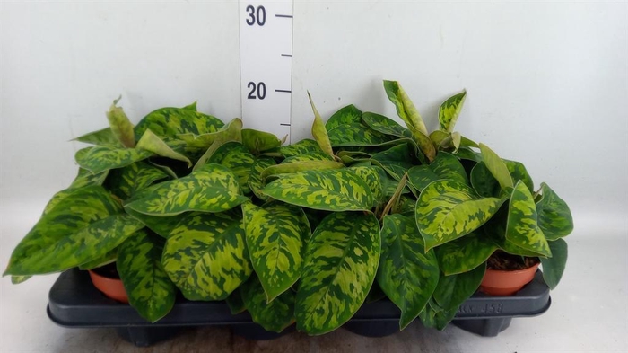 Homalomena wal. 'Camouflage'
