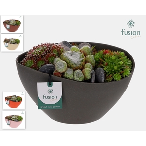 Kunststof ovaal schaal Medium met Sempervivium