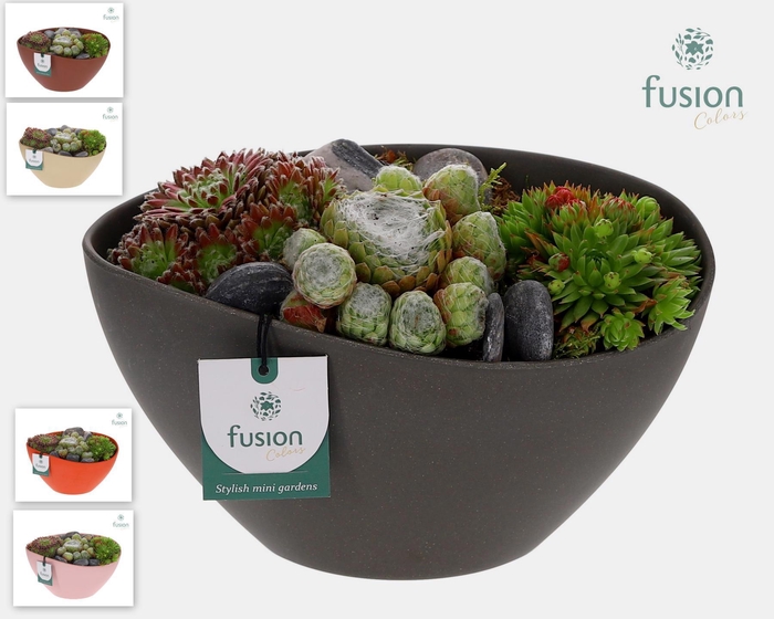 <h4>Kunststof ovaal schaal Medium met Sempervivium</h4>