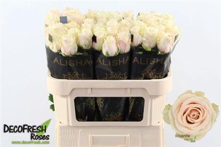 <h4>R Gr Roxanne+</h4>