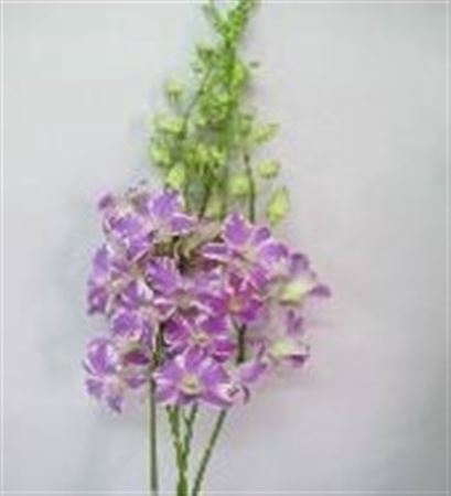 <h4>Dendrobium Sp L</h4>