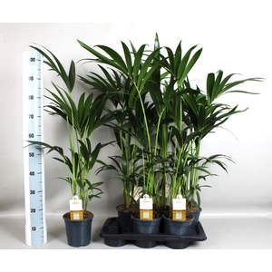HOWEA FORSTERIANA