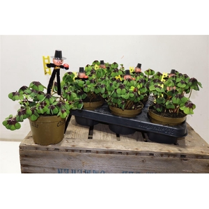 arr8 Oxalis Deppei + Schornsteinfeger