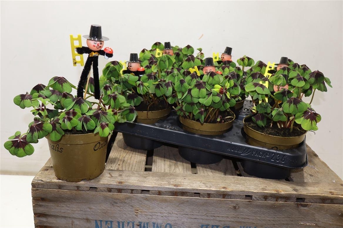 <h4>arr8 Oxalis Deppei + Schornsteinfeger</h4>