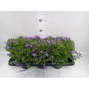 Campanula isoph. 'Campala Iris'