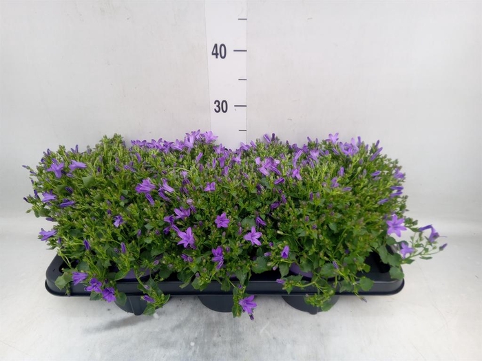 <h4>Campanula isoph. 'Campala Iris'</h4>