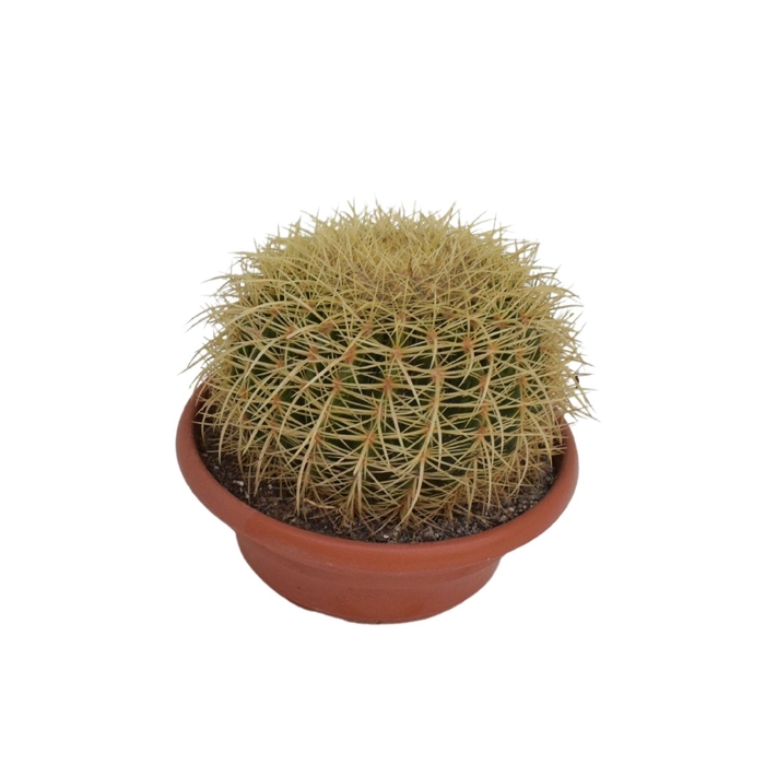 <h4>Echinocactus grusonii P25 1BOL</h4>