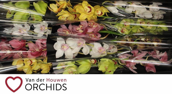 <h4>Gemengd 50 cm.</h4>