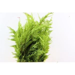 Cupres Leylandii Gold Rider