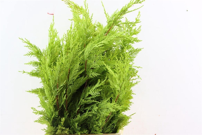 <h4>Cupres Leylandii Gold Rider</h4>