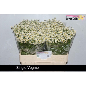TANACETUM PARTH. 'SINGLE VEGMO'