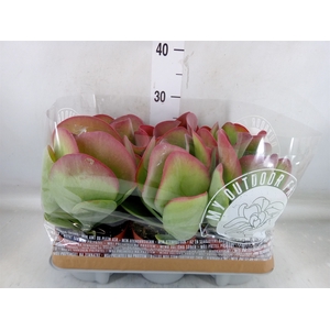 Kalanchoe NF thyrsiflora