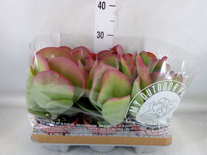 <h4>Kalanchoe NF thyrsiflora</h4>