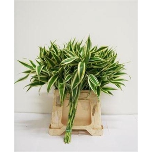 Sanderiana White 45cm