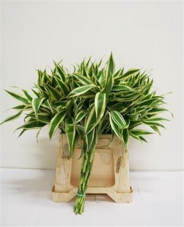 <h4>Sanderiana White 45cm</h4>